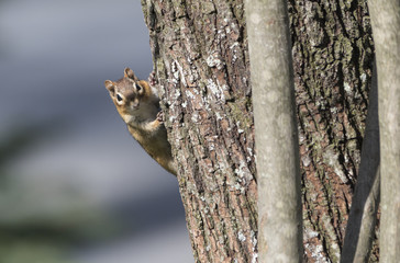 Chipmunk 