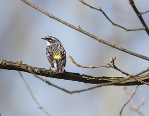 Yellow Rumped Warbler