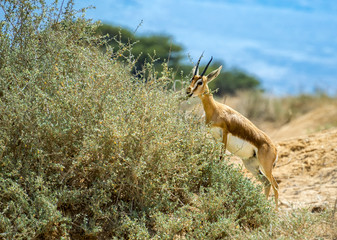 Dorcas gazelle (Gazella dorcas) inhabits nature desert reserve near Eilat, Israel. Expanding human...