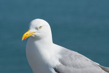 Möwe close-up