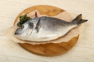 raw dorada fish