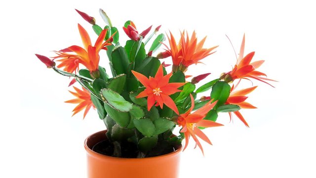 Red Easter Cactus Flowers Opening and Closing Timelapse on white background