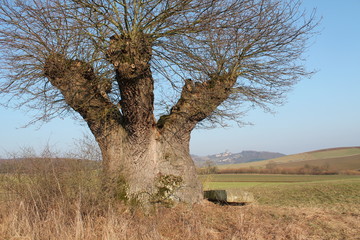 Baum