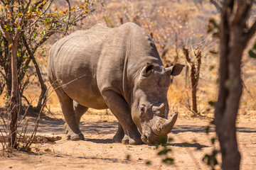 Obraz premium white rhino in the sun