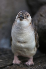 A penguin peeks out of his hiding place at St Kilda's Beach, Australia