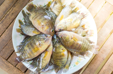 Many fishes