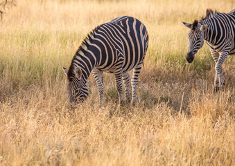 Fototapeta na wymiar Plains Zebra at the Kruger National Park, South Africa
