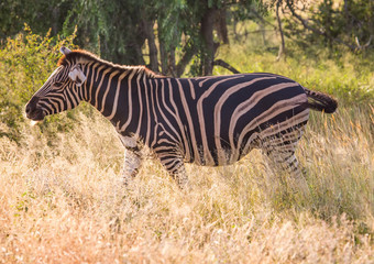 Plains Zebra at the Kruger National Park, South Africa