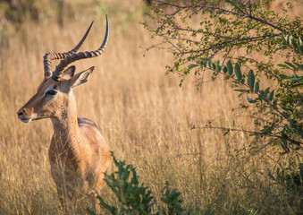Impala male at the Kruger National Park, South Africa