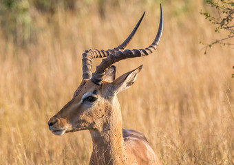 Impala male at the Kruger National Park, South Africa