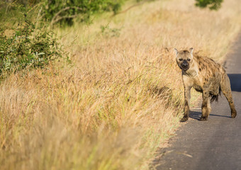 Spotted Hyena at the Kruger National Park, South Africa