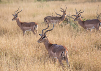 Impala male at the Kruger National Park, South Africa