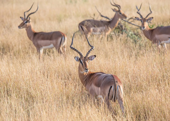 Impala male at the Kruger National Park, South Africa