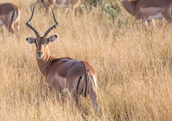 Impala male at the Kruger National Park, South Africa