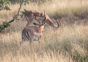 Impala male at the Kruger National Park, South Africa