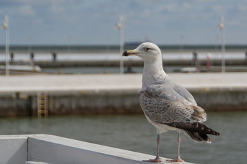 Mewy na molo w Sopocie © Marcin