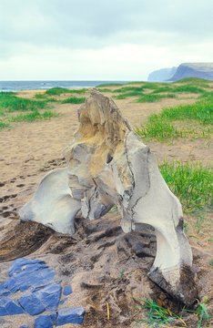 Angeschwemmter Walwirbel am Rau&eth;asandur / Raudasandur, Westfjorde, Vestfir&eth;ir, Island / Iceland, Europa  