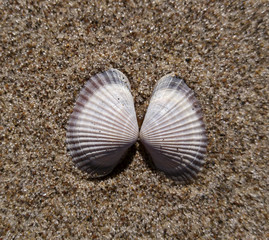 Background of river sand with  beautiful seashells. Close-up. Place for text. Nature.