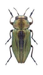 Beetle Sphaerobothris aghababiani on a white background