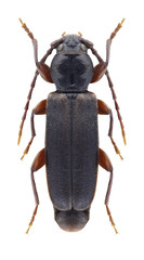 Beetle Tetropium gabrieli on a white background