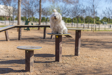 Maltese in a park for dogs.