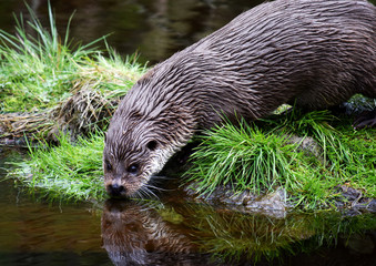 Fischotter 10