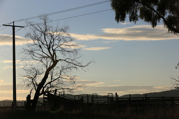 Fototapeta premium Glow of sunset illuminating a road in Melbourne Australia