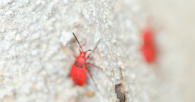 Shield Bug Mating