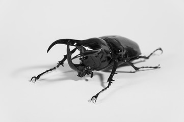 Rhinoceros beetle Chalcosoma caucasus, Rhino beetle,Unicorn beetle, Horn beetle isolated