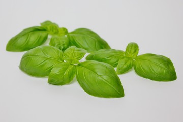 Isolated basil on white background