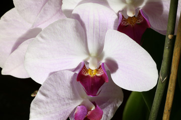 orchids blossom