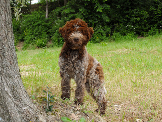 Lagotto Romagnolo truffle dog