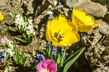 Obraz na płótnie Canvas Spring flowers yellow and red tulips with cyclamens in the garden about house 