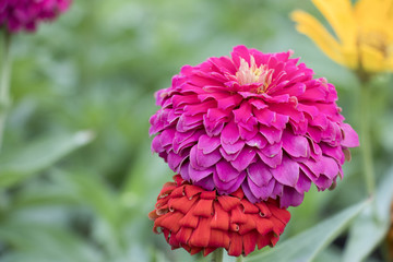 Zinnia elegans flowers beautiful in the garden