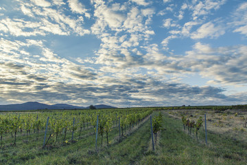 Fototapeta na wymiar sunset over the vineyards landscape 