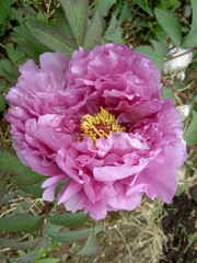 Pfingstrose, rosa, violett, 