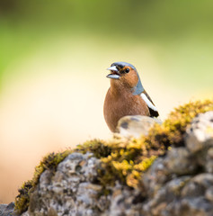 Closeup of a chaffinch bird
