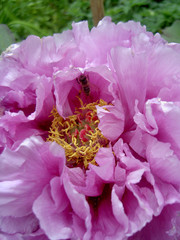 Pfingstrose, rosa, violett, mit Biene