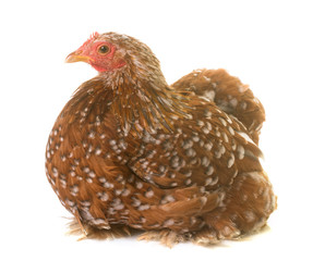 Pekin chicken in studio