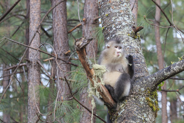 Yunnan Black Snub-Nosed Monkey (Rhinopithecus Bieti)