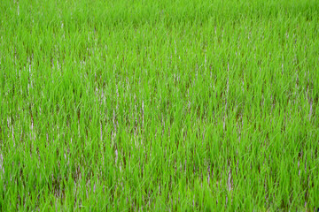 young rice in the cornfield