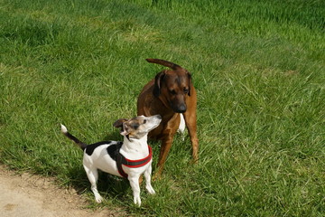 Jack Russel Terrier u Bayrischer Gebirgsschwei&szlig;hund 4