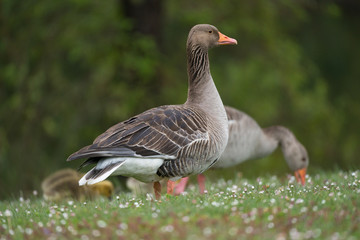 Mißtrauische und vorsichtige Gans