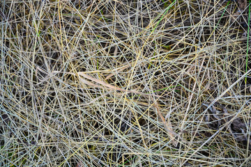 Background, texture of dried yellow grass stems, hay