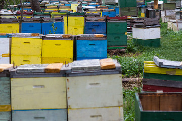 beehives in a grass garden