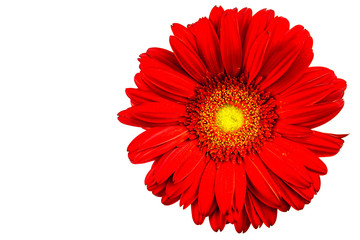 Red gerbera with white background