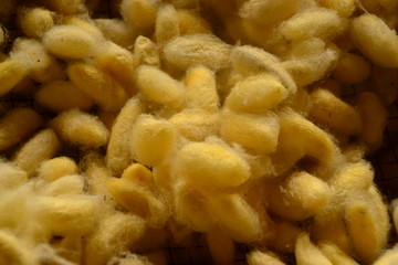 SILKWORM COCOONS