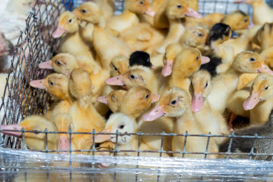 Yellow, fluffy, small ducklings in a cage on a bird market close-up.