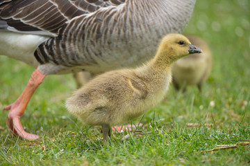 Gänseküken blickt neugierig in die Welt