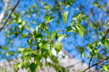 Young juicy green leaves on the branches of a birch in the sun outdoors in spring summer close-up macro on the background of birch trunk.